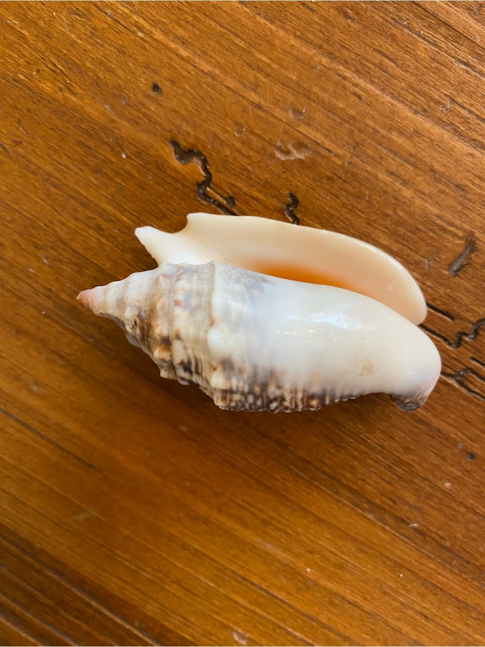 Seashell bundle - Picture 7 of 8